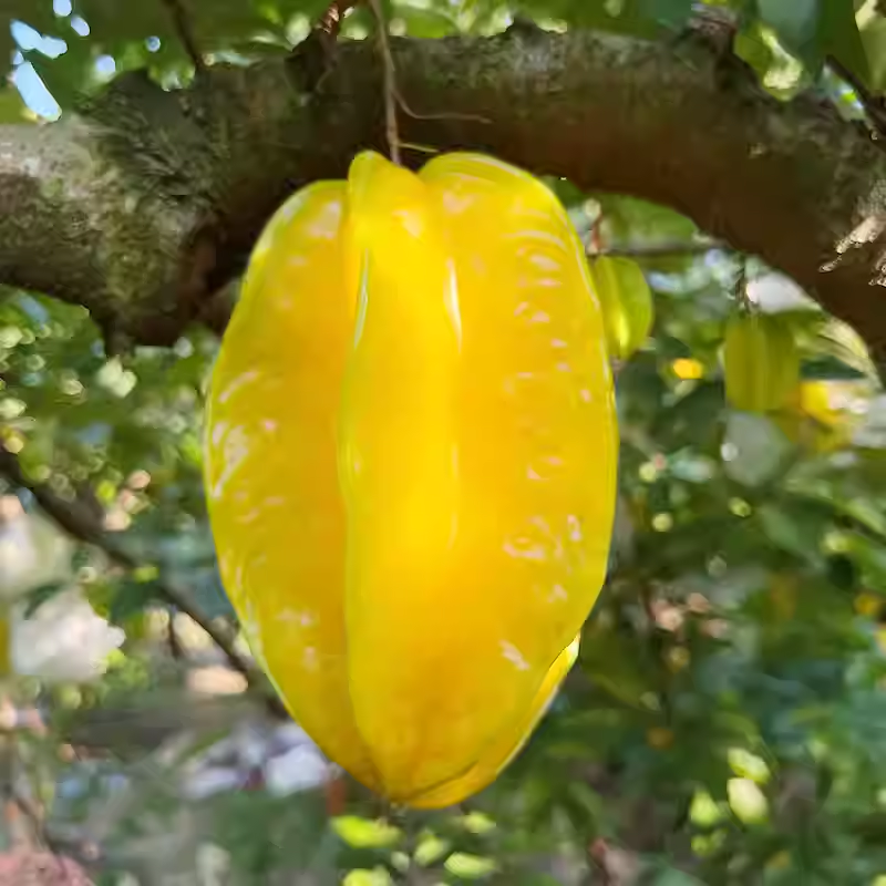 广东增城甜杨桃新鲜当季现摘现发5斤整箱