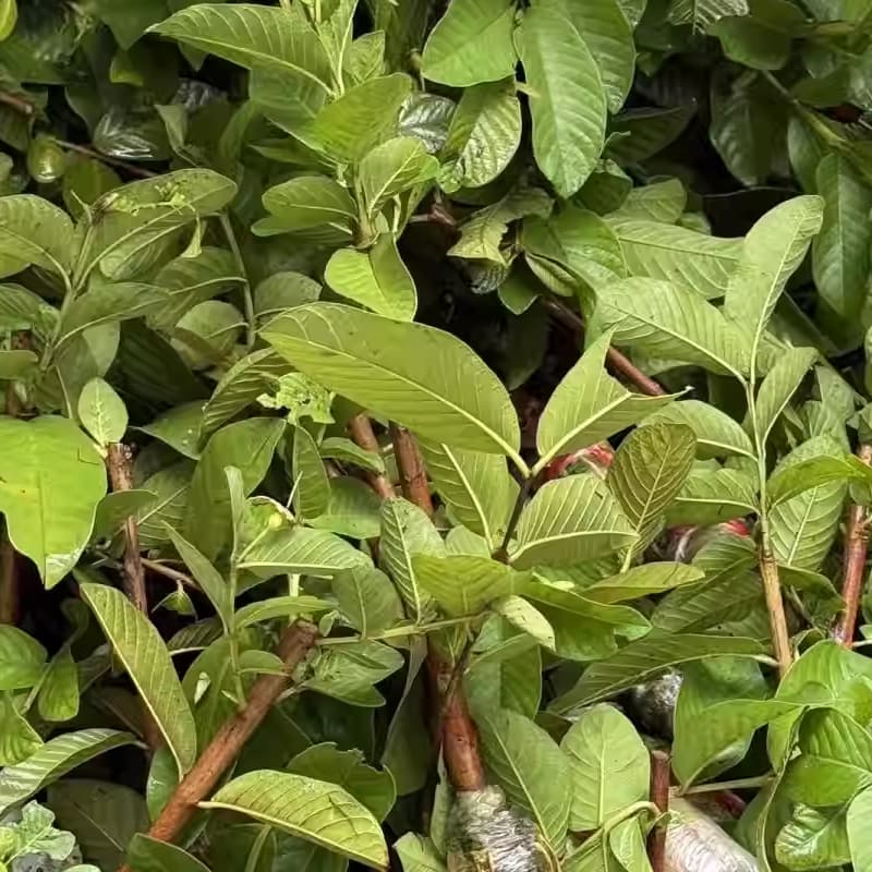 增城胭脂红番石榴红心芭乐树苗正宗产地直供存活率高简易打理