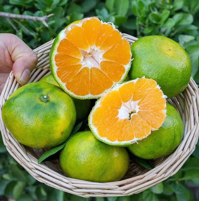 广东增城现摘蜜桔新鲜无核早熟橘子酸甜薄皮5斤整箱